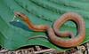 Mangrove Salt Marsh Snake (Nerodia clarkii compressicauda)