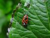 Lygaeid bug (Lygaeidae)-MILKWEED BUG