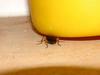 바퀴벌레를 닮은 딱정벌레 --> 등빨간먼지벌레 Dolichus halensis (Red-backed Ground Beetle)