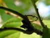 신부날개매미충 - Euricania clara (KATO) - Ricaniid Planthopper