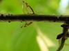 신부날개매미충 - Euricania clara (KATO) - Ricaniid Planthopper