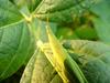 섬서구메뚜기(Atractomorpha lata) 암컷 - Smaller long-headed grasshopper