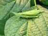 섬서구메뚜기(Atractomorpha lata) 암컷 - Smaller long-headed grasshoppers (mating pair)