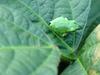 콩잎위의 청개구리 - Hyla arborea japonica (Far Eastern tree frog)