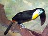 Ramphastos vitellinus (Channel-billed Toucan)