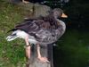 duck -- greylag goose (Anser anser)