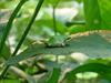 콩잎위의 청개구리 - Hyla arborea japonica (Far Eastern tree frog)