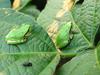 이층집의 청개구리 두마리 - Hyla arborea japonica (Far Eastern tree frog)