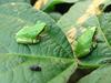 이층집의 청개구리 두마리 - Hyla arborea japonica (Far Eastern tree frog)