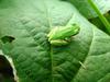 청개구리 - Hyla arborea japonica (Far Eastern tree frog)
