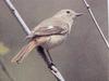 딱새 Phoenicurus auroreus (Daurian Redstart) - 암컷