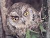 소쩍새 Otus scops stictonotus (Eurasian Scops Owl)