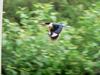 청호반새의 비행 Halcyon pileata (Black-capped Kingfisher)