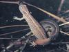 네발가락도롱뇽 Salamandrella keyserlingii (Siberian Salamander, Siberian Newt)