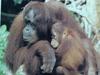 오랑우탄(성성이) Pongo pygmaeus (Orangutan)
