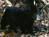 [WorldStart Wallpaper - Animal Set 1] American Black Bear cub