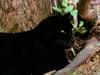 [WorldStart Wallpaper - Animal Set 1] Black Panther