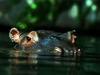 [WorldStart Wallpaper - Animal Set 1] Hippopotamus