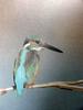 물총새 Alcedo atthis bengalensis (Common Kingfisher)