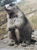 알프스마못(알프스마모트) Marmota marmota (Alpine Marmot)
