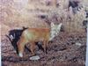 붉은여우 Vulpes vulpes fulva (Eastern Red Fox)