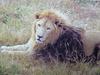 사자 Panthera leo (Lion)