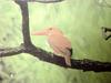 호반새 Halcyon coromanda major (Ruddy Kingfisher)