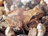 북방산개구리 Rana dybowskii (Dybowski's Brown Frog)