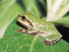 청개구리 Hyla arborea (Common Tree Frog)