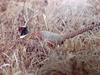꿩 Phasianus colchicus karpowi (Ring-necked Pheasant)