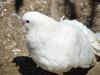흰색 부채비둘기 (White Fantail Pigeon)