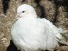 흰색 부채비둘기 (White Fantail Pigeon)