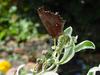 네발나비 가을형 - Polygonia c-aureum (Asian Comma Butterfly)