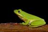 Green Treefrog (Hyla cinerea) 1