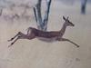 임팔라 영양 (Impala Antelope)