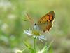 작은주홍부전나비 (Lycaena phlaeas) - Small Copper Butterfly