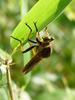 왕파리매(Cophinopoda chinensis) - Chinese King Robber Fly