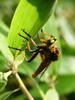 왕파리매(Cophinopoda chinensis) - Chinese King Robber Fly