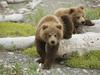 Brown Bear cubs - Alaska