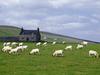 Goat Herd - Grampian Farm Near Rhynie Scotland