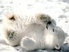 Playful Baby Polar Bear (cub)