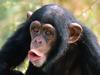 Chimpanzee - Pucker Up