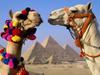 Dromedary Camels - Pyramid Scheme