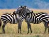 Serengeti Love - Burchell's Zebras