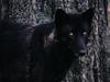 Timber Wolf (Black Wolf)