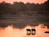 African Elephants - Romance in the Wild
