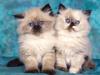 Himalayan Cat - Kittens