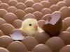 Breaking Out (Chick hatching out)