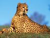Fast Predator, Cheetah