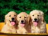 Rub a Dub Dub (Golden Retriever Puppies)